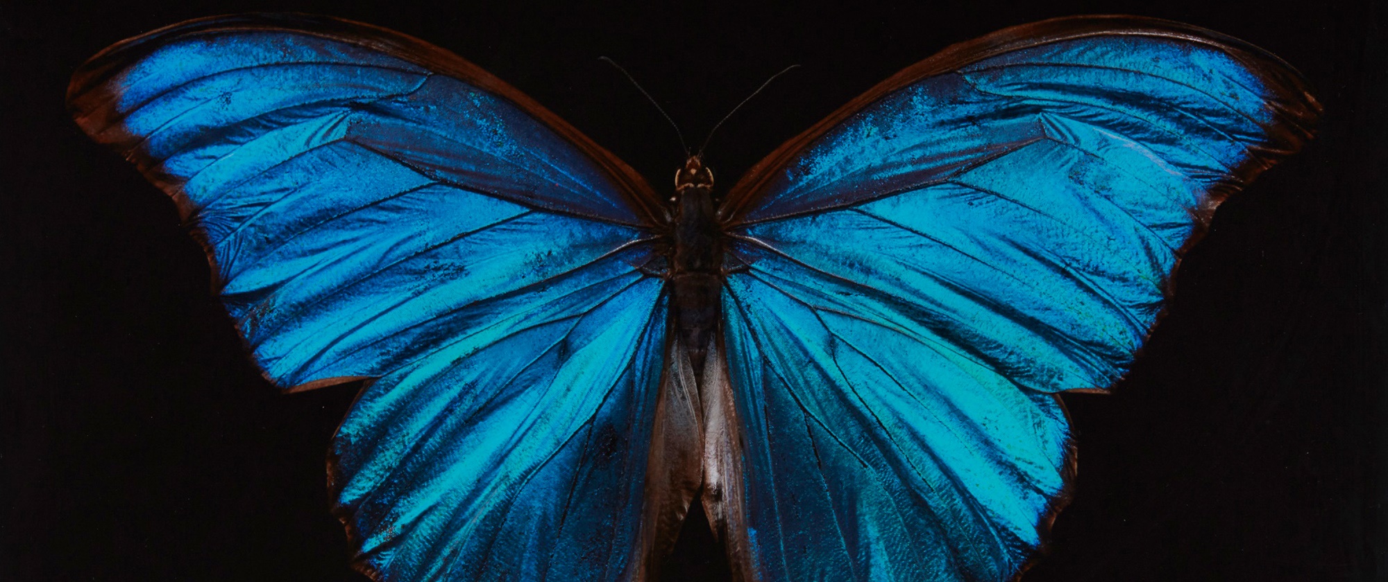 Alexander James's Butterflies